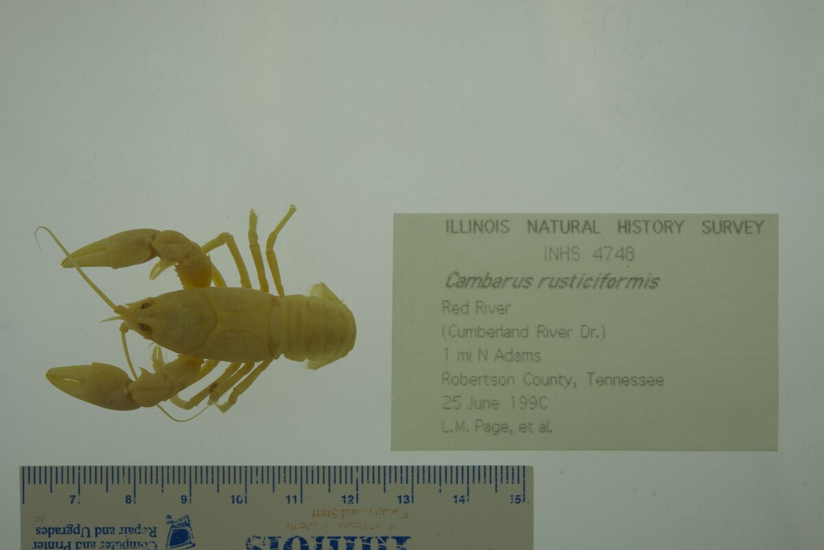 Cambarus (Erebicambarus) image